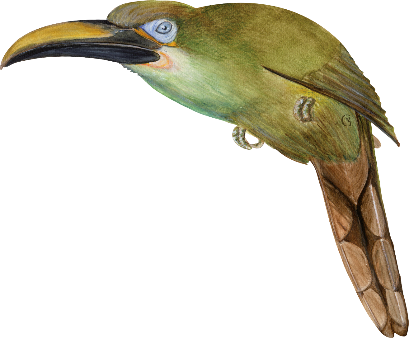 Toucanet N°2