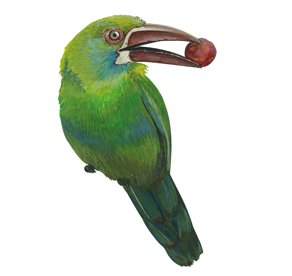Toucanet Bleu Vert